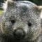 wombatdavid Avatar